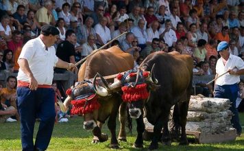 La exhibición de arrastre contará con parejas cántabras en Llanera por San Isidro