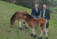“La carne de potro posiblemente sea la más sana del mercado europeo”