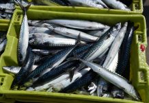 La Lonja de Lastres facturó un 15% de la cuota de xarda de la región