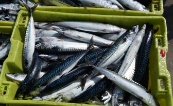 La Lonja de Lastres facturó un 15% de la cuota de xarda de la región