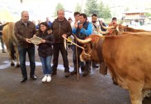 Infiesto acoge el Concurso Nacional de raza Casina