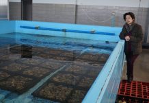 “Durante la depuración las ostras siguen filtrando agua como si se alimentasen en la ría”