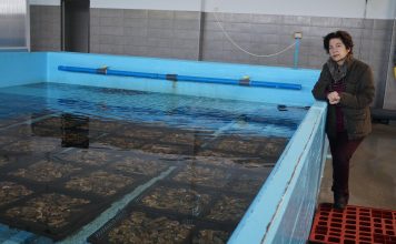 “Durante la depuración las ostras siguen filtrando agua como si se alimentasen en la ría”