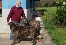 “En el monográfico de Posada de Llanera esperamos que participen cerca de 50 mastines”