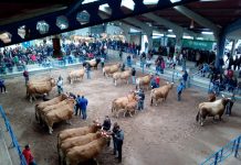 El Nacional de Asturiana de los Valles, escaparate de mejora genética en su 30 aniversario