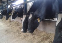 La mezcla seca completa, una interesante alternativa para mejorar la calidad de vida en la ganadería de leche