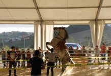 Todo preparado en Tineo para el Concurso de Caballos Cruzados y Pura Raza Española