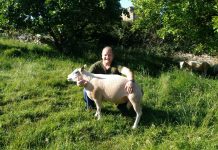 “Lo ideal sería tener una asociación de criadores de Texel”