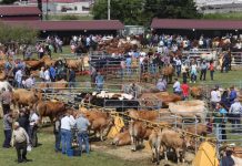 Éxito rotundo de la Feria de San Isidro en Llanera