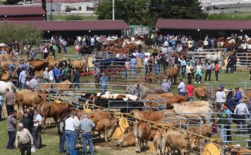 Éxito rotundo de la Feria de San Isidro en Llanera