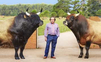 “Los animales necesitan preparación para llegar al concurso en un buen momento de forma”