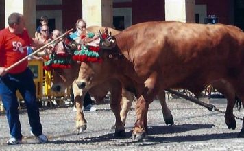 Íñigo Auerrekoetxea: “La prueba de Llanera para mí será difícil”