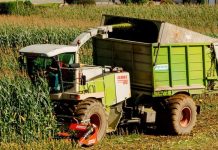 “La calidad del silo viene determinada por picar el maíz en el momento óptimo”