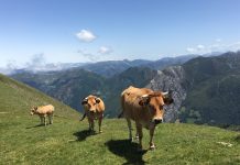 Campoastur, líder del desarrollo de producciones ganaderas ecológicas con Ecofeed