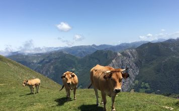 Campoastur, líder del desarrollo de producciones ganaderas ecológicas con Ecofeed