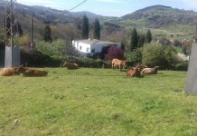 La  alimentación en vacas nodrizas en régimen extensivo