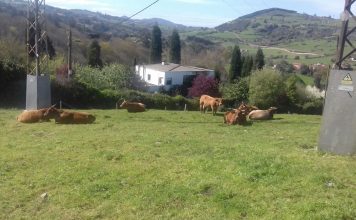 La  alimentación en vacas nodrizas en régimen extensivo