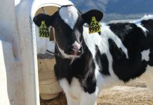 Decálogo para mejorar el consumo de pienso de arranque durante el pre-destete