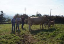 “Los concursos mejoran la ganadería y con ello obtienes mejores ventas”