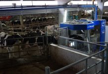 Ganadería Carbayeda, una transición exitosa al robot de ordeño VMS de DeLaval