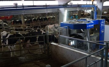 Ganadería Carbayeda, una transición exitosa al robot de ordeño VMS de DeLaval