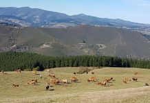 Ayudas a la modernización de explotaciones y la incorporación de jóvenes