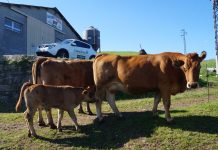 El Campo de Asturias, vuestro periódico