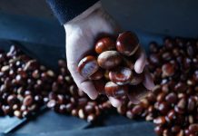 Suroccidente Agrícola apuesta por recuperar la comercialización de la castaña