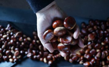 Suroccidente Agrícola apuesta por recuperar la comercialización de la castaña