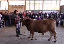 Subasta Nacional de la raza Asturiana de la Montaña en Cangas de Onís
