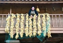 Agricultores tradicionales del siglo XXI