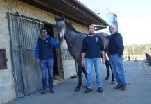 Holstein y caballo de deporte español, la combinación perfecta de Agroartime