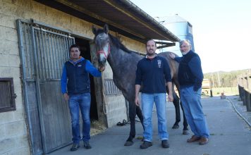 Holstein y caballo de deporte español, la combinación perfecta de Agroartime