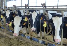 Asesoramiento nutricional, la fórmula del éxito