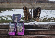 Laciana, un referente de Mastín Español