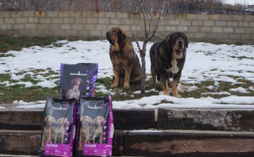 Laciana, un referente de Mastín Español