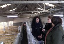 El Matadero Central de Asturias cumple de forma rigurosa la normativa de Bienestar Animal”