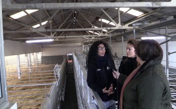 El Matadero Central de Asturias cumple de forma rigurosa la normativa de Bienestar Animal”