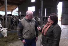 Ganadería Pericón en Villajulián (Tineo)