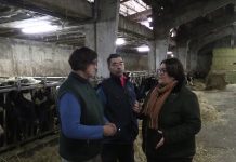 Ganadería Isabel, Borres (Tineo)