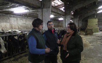 Ganadería Isabel, Borres (Tineo)