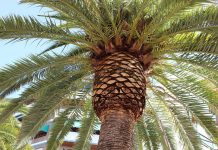 El Principado declara la presencia de la plaga del picudo rojo de las palmeras en Asturias
