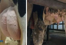 Buscando la salud de la ubre, un ordeño de calidad