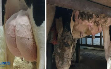 Buscando la salud de la ubre, un ordeño de calidad