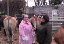 La I.G.P. Ternera Asturiana presenta nueva campaña