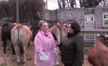 La I.G.P. Ternera Asturiana presenta nueva campaña