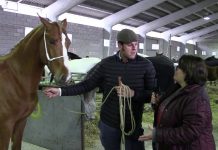 Feria del Caballo de Belmonte de Miranda