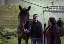 Feria del Caballo de Belmonte de Miranda