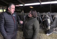 Ganadería Casa Viña (Albandi)