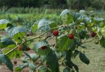 Nuevas normas UNE para el mercado ecológico